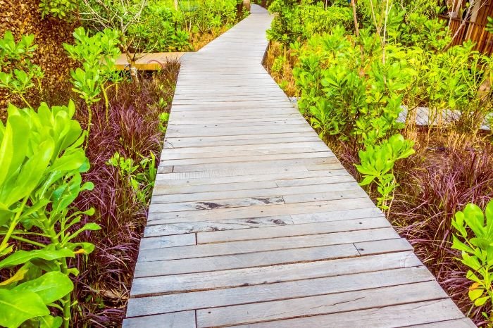 A wooden boardwalk meandering through vibrant green wetland vegetation, exemplifying the importance of regular maintenance for long-term durability and aesthetic appeal of garden pathways.