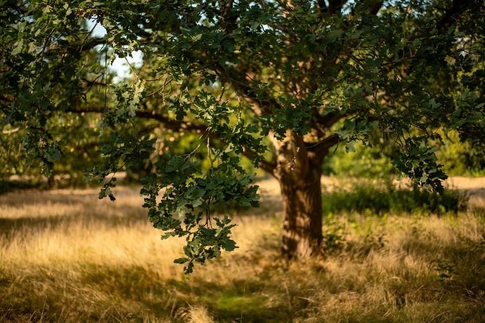 A serene landscape featuring a majestic oak tree with lush foliage, casting dappled sunlight onto a golden meadow, ideal for those considering adding a timeless oak to their outdoor space.