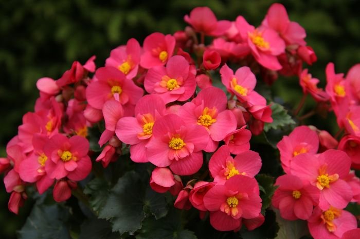 A cluster of vibrant pink begonias, illustrating the variety and beauty of major types of begonias, each with unique traits suited for different spots in your garden or home.