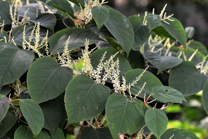 Close-up of an invasive plant species in a garden, illustrating the importance of managing and controlling invasive plants to maintain garden health.