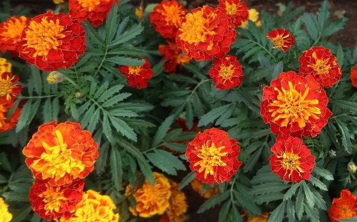 Vibrant red and yellow marigolds in a garden, demonstrating their natural ability to repel pests such as nematodes, aphids, and other harmful insects from tomato plants.