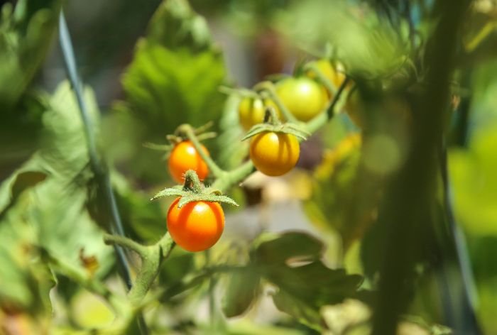Close-up of tomatoes growing on a vine, highlighting the beneficial relationship with marigolds, which help repel pests like aphids and whiteflies with their strong scent.