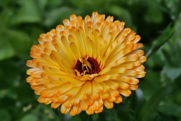 A vibrant yellow marigold in full bloom, illustrating the beneficial relationship between marigolds and tomatoes for natural pest control in the garden.