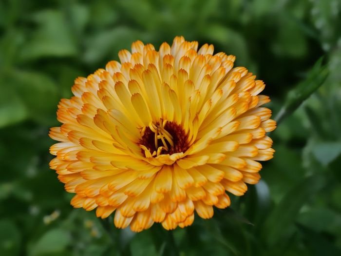 A vibrant yellow marigold in full bloom, illustrating the beneficial relationship between marigolds and tomatoes for natural pest control in the garden.