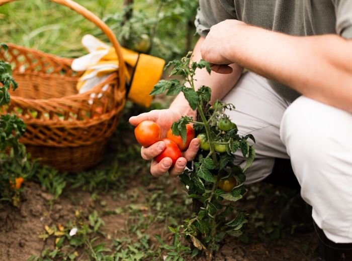 Gardener harvesting ripe tomatoes from a plant in a vegetable garden, illustrating mid to late spring vegetables like tomatoes, peppers, cucumbers, zucchini, and beans that thrive in warmer soil.