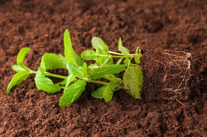 Mint plant with exposed roots laid on fertile soil, illustrating the process of preparing for a soil test to assess nutrient levels and soil quality for optimal plant growth.