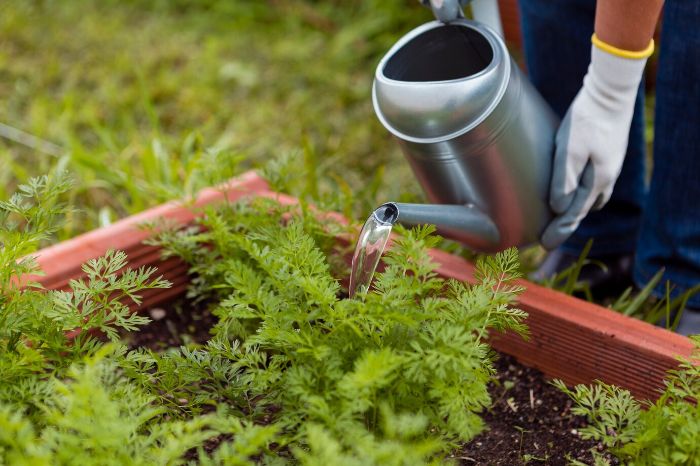 A person wearing gloves using a metal watering can to water plants in a raised garden bed, illustrating the benefits of mulching to retain soil moisture, suppress weeds, and maintain soil temperature.