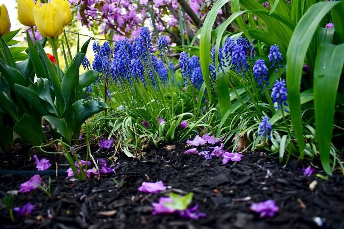 A garden bed with colorful flowers, including yellow tulips and blue grape hyacinths, illustrating the importance of mulching and soil maintenance for healthy plant growth and care of chrysanthemums.