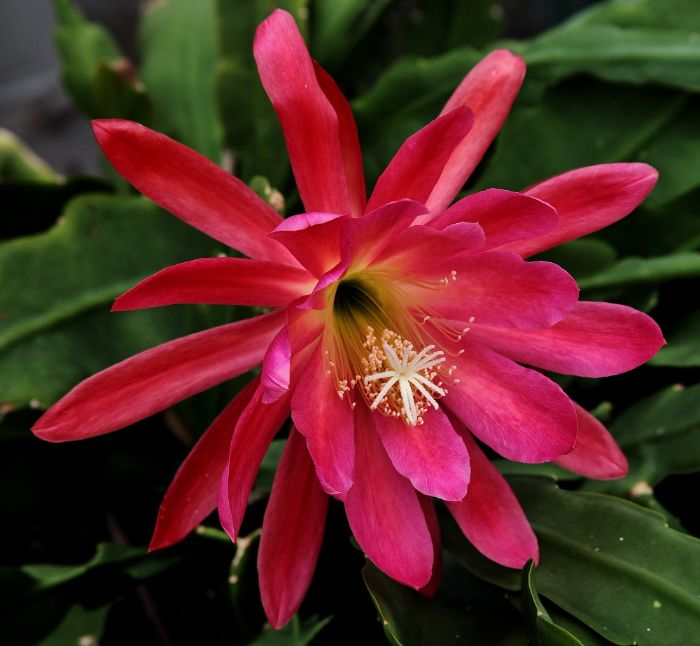 Close-up of a vibrant pink Neoregelia bromeliad flower, illustrating its lively colors and striking appearance, making it a popular choice for both new plant enthusiasts and experts.