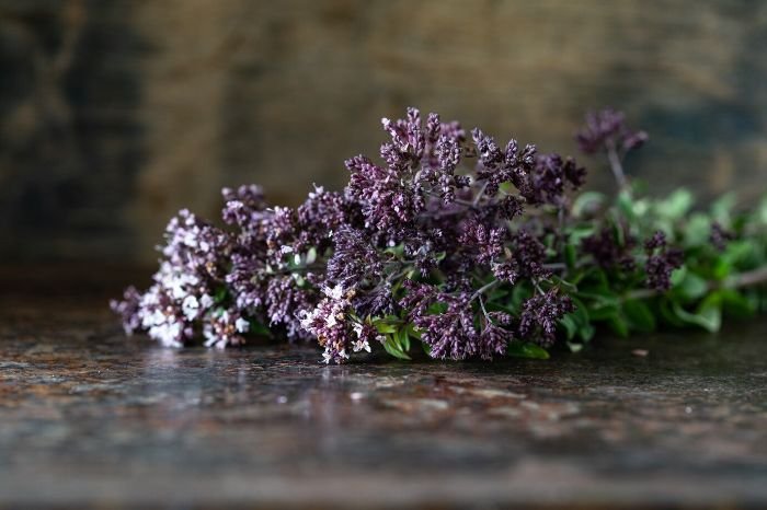 Close-up of Spanish lavender (Lavandula stoechas) flowers on a rustic surface, illustrating notable lavender varieties beyond English and French lavender.
