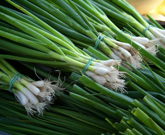 Bundles of fresh green onions with prominent white bulbs and roots, illustrating the advanced stage of the maturation and bulbing process in onion cultivation.