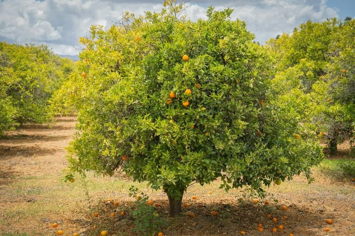 A flourishing orange tree in a grove, laden with ripe oranges and surrounded by other citrus trees, illustrating the ideal growing conditions of ample sunlight and well-draining soil for producing sweet and juicy fruits.