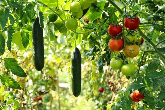 Healthy tomato and cucumber plants growing in a garden, showcasing the benefits of using organic fertilizers for plant growth and soil health.