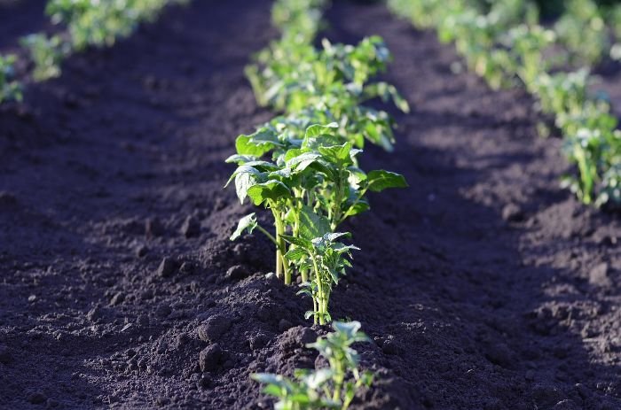 Rows of healthy plants in a well-maintained vegetable garden, illustrating the best use cases for organic fertilizers in promoting natural plant growth.