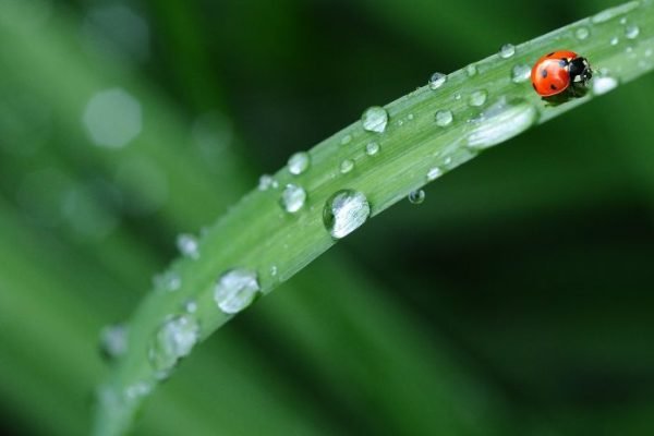 Organic Pest Control Methods Close-up of a ladybug on a dewy green leaf, illustrating natural and organic pest control methods in gardening.