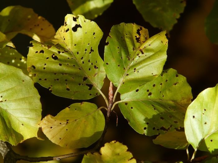 Close-up of leaves with pest damage, illustrating the need for natural pest control methods like introducing beneficial insects to combat common garden pests.