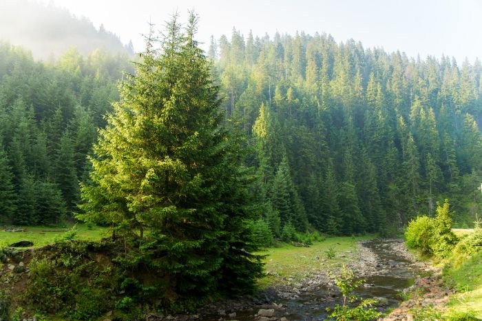 A lush landscape with a large pine tree near a stream, showcasing how pine trees can be used in various landscaping styles to create unique effects and natural beauty.
