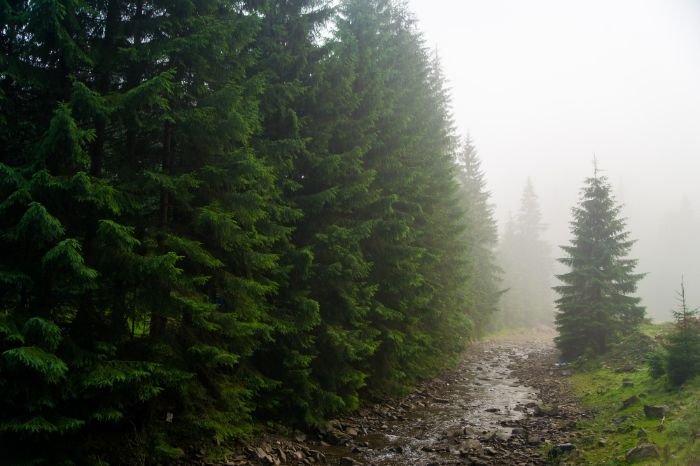 A misty forest with a row of pine trees alongside a rocky path, illustrating the role of pine trees in enhancing soil health and erosion control in landscaping.