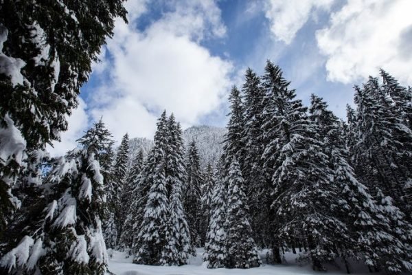 Pine Tree Species – Diversity, Distinct Traits, and Landscape Benefits A snowy forest of pine trees under a blue sky, illustrating the diversity of pine tree species and their unique characteristics.