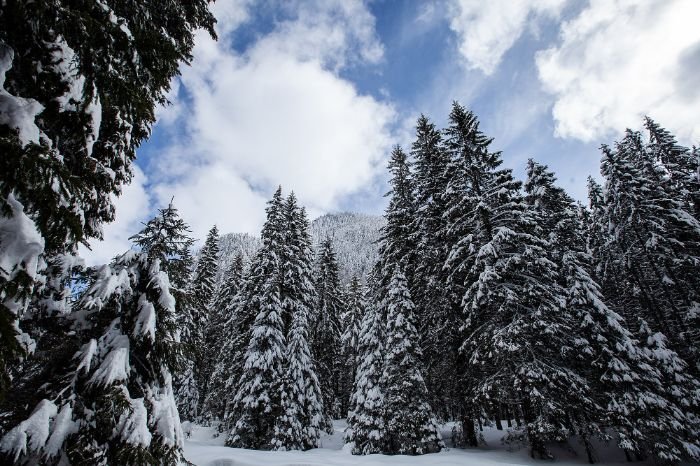 A snowy forest of pine trees under a blue sky, illustrating the diversity of pine tree species and their unique characteristics.