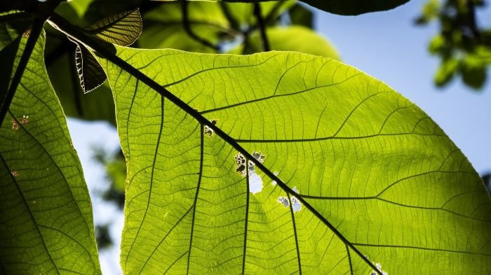 Close-up of a green leaf with signs of disease damage, illustrating how plant diseases like fungus or bacteria can cause wilting and harm plant health.