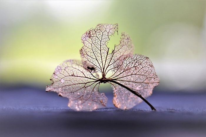 A delicate, skeletonized leaf symbolizing the physiological responses of plants to underwatering, with intricate vein patterns highlighted against a soft background, illustrating the survival mechanisms of plants under water stress.