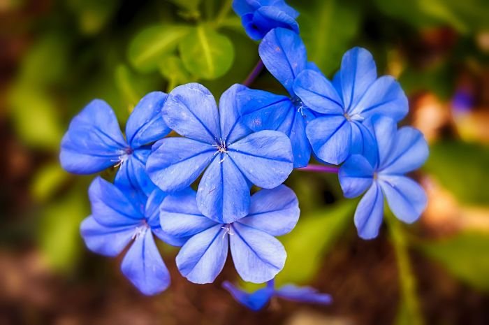 Close-up of blue jasmine flowers, illustrating a discussion on popular jasmine varieties and their unique characteristics and scents.
