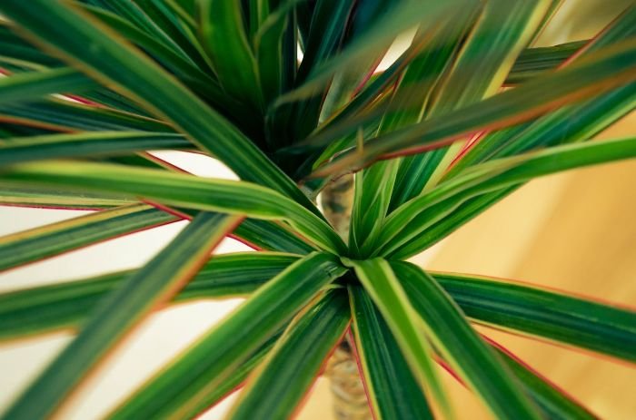Close-up of a Dracaena plant showcasing its vibrant green and red-edged leaves, highlighting best practices for potting Dracaena.
