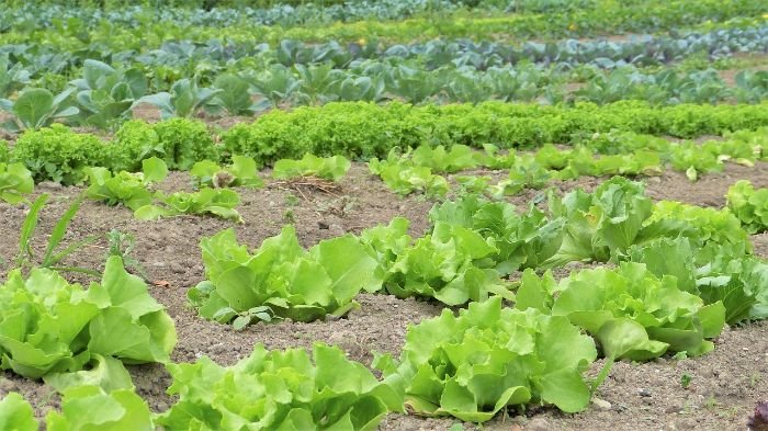 Rows of various leafy green vegetables growing in a well-maintained organic farm, illustrating the eco-friendly practices and soil management techniques used in organic vegetable farming.