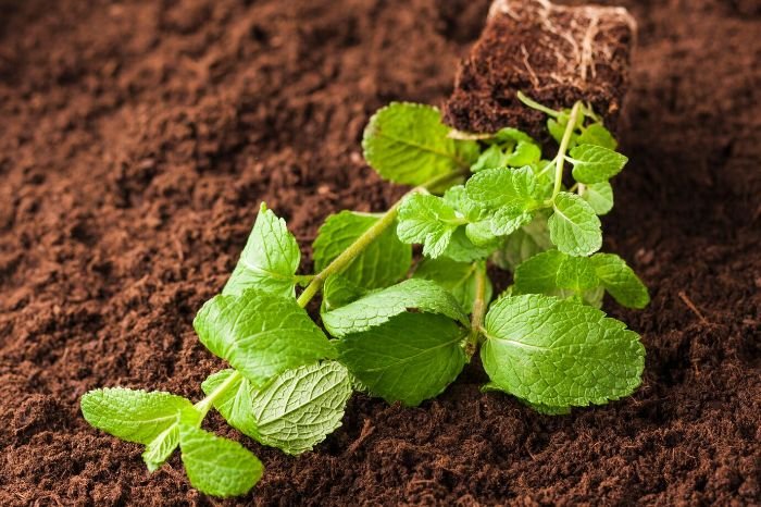 Young mint plants in rich soil, illustrating the preparation of fertile ground ideal for planting berries, emphasizing the importance of proper soil conditioning for successful growth.