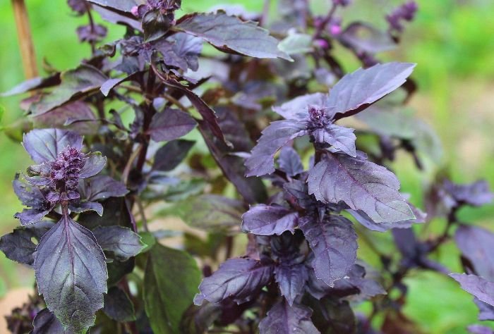 Close-up of Purple Basil with bright purple leaves, highlighting its vibrant color and its use as an eye-catching addition to meals.