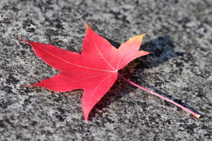A vibrant red maple leaf (Acer rubrum) on a gray surface, illustrating the striking crimson color that makes the Red Maple a standout feature in gardens and parks during autumn.