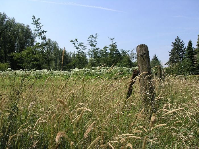 Overgrown field with invasive plant species, highlighting the importance of regional identification of invasive plants in specific areas.