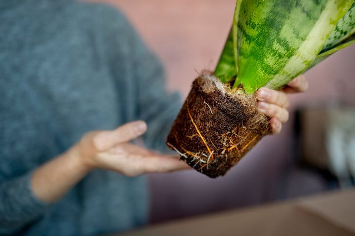 A person holding a plant showing its strong root system, emphasizing how root development affects water uptake in plants.