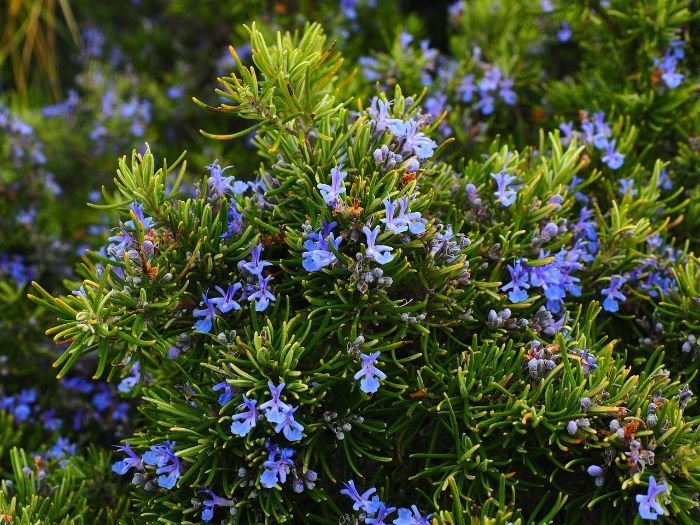 Vibrant blue flowers blooming among dense green rosemary bushes, emphasizing the plant's adaptability to different climates and its beauty as a garden herb.