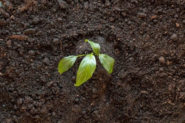 Soil Moisture Signals – Grow Stronger Plants, Water With Precision A small plant growing in rich, moist soil, illustrating the importance of soil moisture in maintaining plant health.