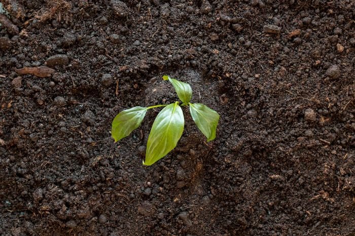 A small plant growing in rich, moist soil, illustrating the importance of soil moisture in maintaining plant health.