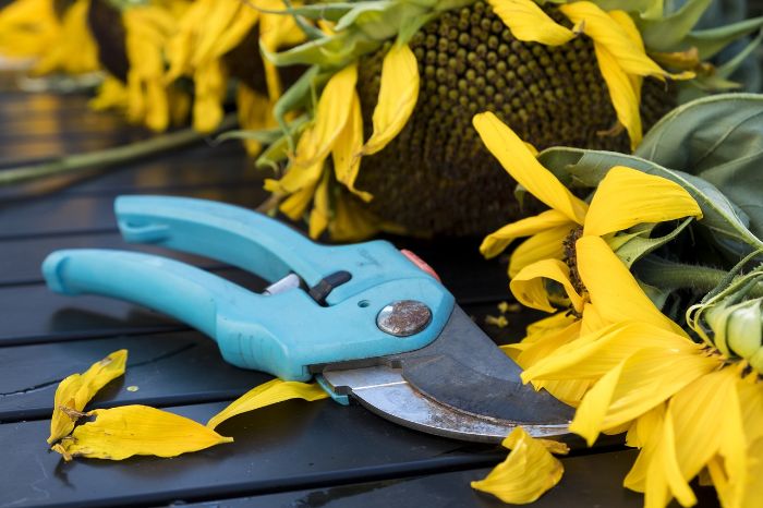 Pruning shears and sunflowers, symbolizing a seasonal pruning guide with optimal times for different plants.