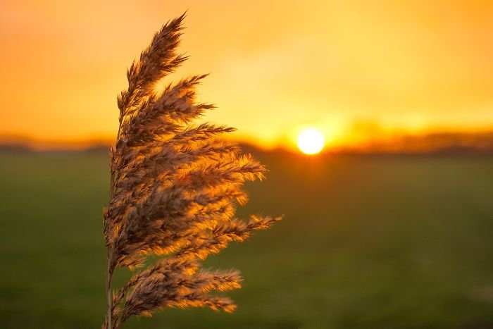Golden sunset with a single plant silhouette against a vibrant orange sky, capturing the seasonal impact on sunlight exposure essential for gardening enthusiasts to understand.