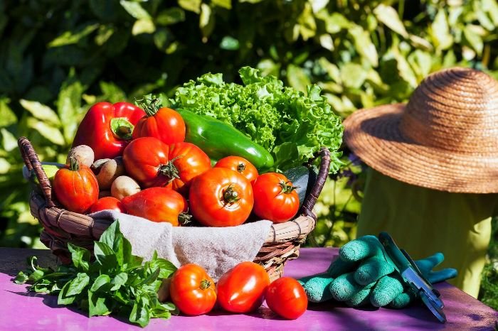 Basket filled with fresh vegetables including tomatoes, bell peppers, lettuce, and herbs, showcasing a vibrant vegetable garden harvest, perfect for illustrating a seasonal guide on choosing plants for vegetable gardens.