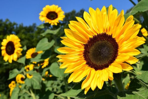 Bright sunflowers in a garden, illustrating the selection of plants suitable for full sun areas.