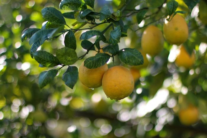 Close-up of ripe yellow lemons hanging from a citrus tree branch in a home garden, illustrating the selection of citrus tree varieties for home gardening.