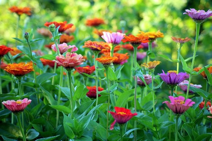 A vibrant garden filled with colorful zinnias, showcasing the importance of selecting heat-resistant plants that thrive in hot climates to keep your garden bright and lively during summer.