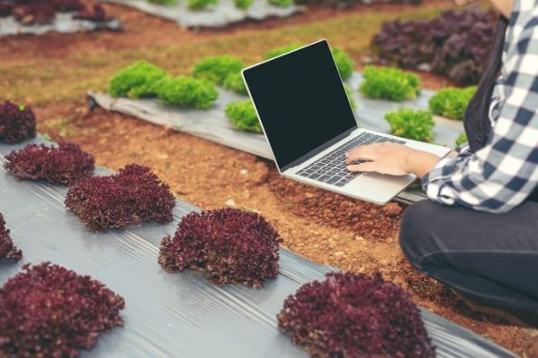 Gardener using a laptop among rows of lettuce, illustrating the integration of IoT devices to monitor and optimize growth conditions in a modern garden.