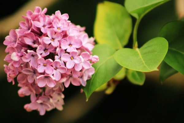 Close-up of a lilac flower cluster with delicate pink blooms, illustrating the topic of selecting the perfect lilac variety for your garden.