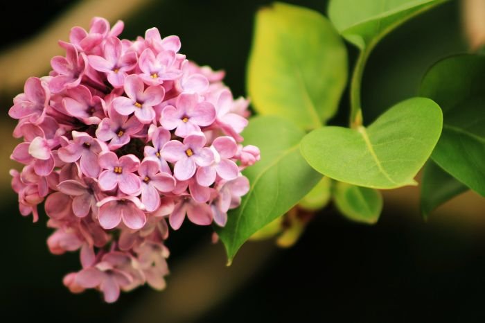 Close-up of a lilac flower cluster with delicate pink blooms, illustrating the topic of selecting the perfect lilac variety for your garden.