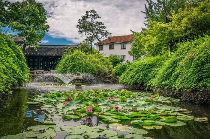 Picturesque garden pond with blooming lotus flowers and cascading greenery, demonstrating the integration of natural elements like rocks and plants to enhance the serenity and aesthetic appeal of water features.