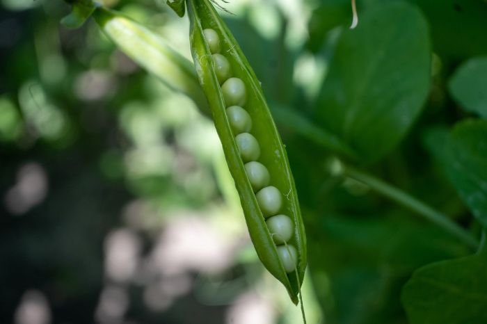 A close-up of a pea pod with green peas nestled inside, highlighting the suitability of peas for growing in shaded garden areas alongside other shade-tolerant vegetables.