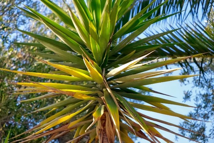 A close-up of a plant with yellowing and scorched leaves, illustrating the signs of heat stress in plants and the importance of taking measures like gentle watering and providing shade to mitigate the effects.