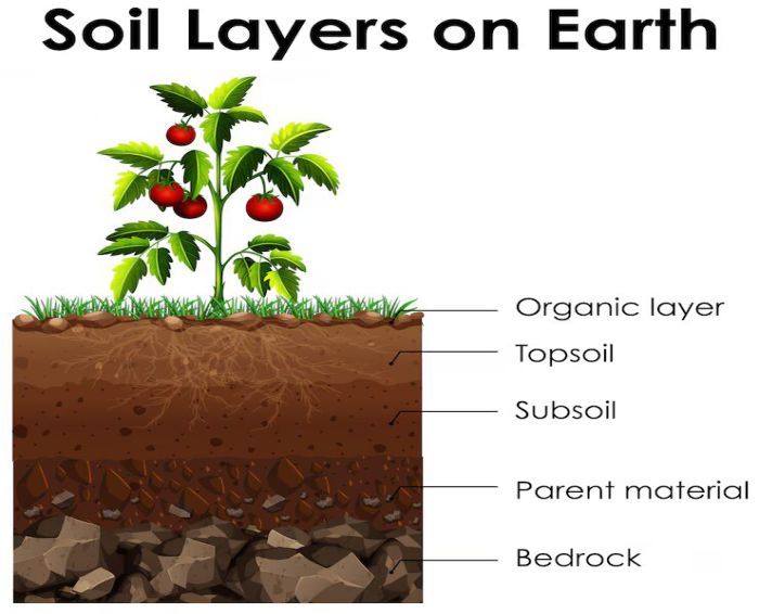 Educational illustration showing soil layers on Earth with a tomato plant, highlighting the biological aspects of soil health, including the roles of bacteria, fungi, and protozoa in maintaining a healthy ecosystem.